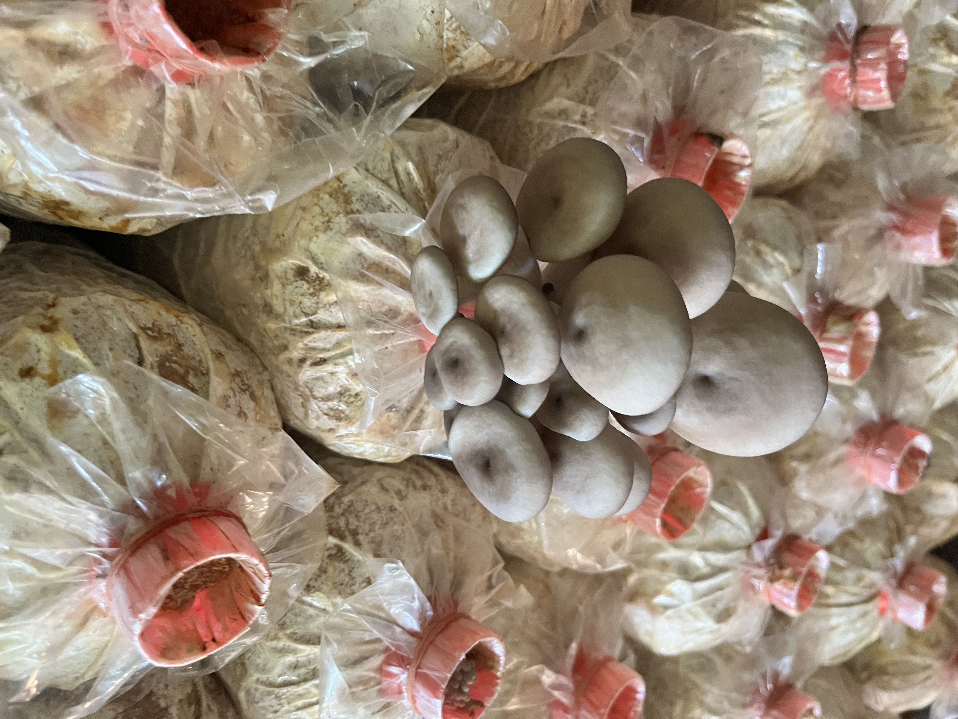 title - ผู้ตรวจราชการ ส.ป.ก. ประชุมตรวจติดตามความก้าวหน้าผลการดำเนินงานตามแผนการตรวจราชการ ประจำปีงบประมาณ พ.ศ. 2569 รอบที่ 1 เขตตรวจราชการที่ 8 จังหวัดฉะเชิงเทรา 